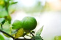lime, lime plant or lemon tree Royalty Free Stock Photo