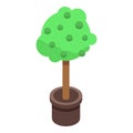 Lime plant pot icon, isometric style