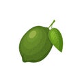 Lime. Ripe lime green with a green leaf. Citrus tropical fruit. Vector illustration isolated on a white background