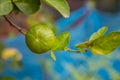 Lime. Ripe lime hanging on tree. Growing lime in farm Royalty Free Stock Photo