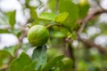 Lime. Ripe lime hanging on tree. Growing lime in farm Royalty Free Stock Photo