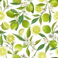 Lime Seamless Fruit Vector Pattern. Floral Citrus Illustration Background. Flowers, Leaves, Limes, Lemons Design Royalty Free Stock Photo