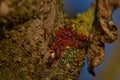Lime seed bug Oxycarenus levaterae making group for winter hibernation Royalty Free Stock Photo