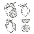 Lime set. Ink sketch of citrus. Single fruit with leaf, cut, slice. Black linear clipart, element for farm product packaging.