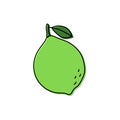 Lime sketch. Citrus fruit with leaf. Color food icon. Vector illustration Royalty Free Stock Photo