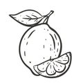 Lime with slice and leaf. Ink sketch of citrus. Black linear clipart, element for farm product packaging
