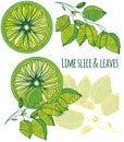 Lime slice and leaves colour illustration
