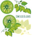 Lime slice and leaves colour illustration Royalty Free Stock Photo