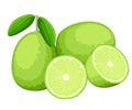 Lime and slices of limes. Vector illustration of limes. Vector illustration for decorative poster, emblem natural product, farmers