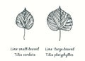 Lime small-leaved Tilia cordata leaf and Large-leaved Lime Tilia platyphyllos leaf. Ink black and white doodle drawing