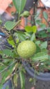 Lime still waiting for its ripe Royalty Free Stock Photo