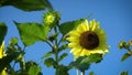 Lime sunflower bloom in summer garden against sky. Pale yellow lemony flower