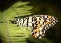 Lime Swallowtail Butterfly