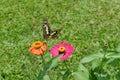 Lime swallowtail butterfly