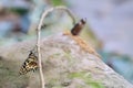 Lime swallowtail underside