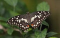 Lime Swallowtail Royalty Free Stock Photo