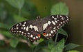 Lime Swallowtail