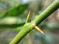 Lime thorn closeup macro view, lemon tree Thorn close up