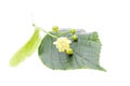 Lime Tilia grandifolia flower and leaf on a white background