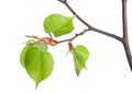 Lime tree