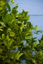 Lime tree against the background of wooden wall Royalty Free Stock Photo