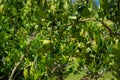 Lime tree agricultre in organic farm Royalty Free Stock Photo