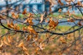 Lime tree near road, close look of branch, leaves and seed Royalty Free Stock Photo