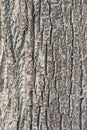Lime tree bark in a close up Royalty Free Stock Photo