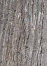 Lime tree bark in a close up Royalty Free Stock Photo