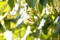 Lime-tree blossom with bee Royalty Free Stock Photo