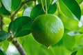 Lime on tree branche, close-up Royalty Free Stock Photo