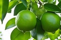 Lime on tree branches Royalty Free Stock Photo