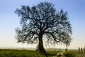 Lime-Tree clear against the blue sky Royalty Free Stock Photo