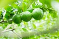 Lime tree in the farm Royalty Free Stock Photo