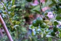 Lime tree in the farm. Raw lime vegetables in nature organic farm Royalty Free Stock Photo