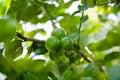 Lime tree fecund Royalty Free Stock Photo