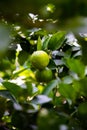 Lime tree fecund Royalty Free Stock Photo