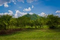 Lime tree agricultre in organic farm Royalty Free Stock Photo