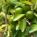Lime on tree Royalty Free Stock Photo