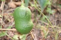 Lime tree with fruits closeup.Green organic lime citrus fruit hanging on tree in nature background Royalty Free Stock Photo