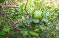 Lime tree in the garden are excellent source of vitamin C. Green organic lime citrus fruit hanging on tree Royalty Free Stock Photo