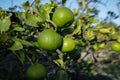 Lime tree in the garden organic. Fresh lime green fruit hanging on tree Royalty Free Stock Photo