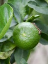 lime on the tree, green leaves Royalty Free Stock Photo