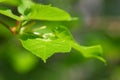 Lime tree green leaves Royalty Free Stock Photo