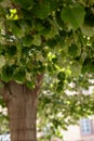 lime tree with green leaves in summer Royalty Free Stock Photo
