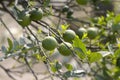 Lime tree with green limes Royalty Free Stock Photo