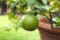 Lime on tree growing at a garden close up. Royalty Free Stock Photo