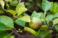 Lime Tree with Infected Fruit