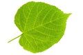 Lime Tree Leaf Royalty Free Stock Photo