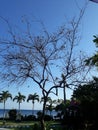 Lime tree without leaf growth in sunrise island